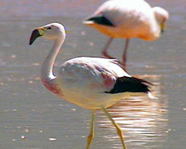 Flamingos over the salt pans